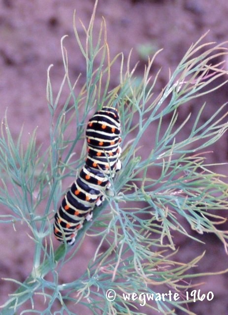 Foto von Raupe des Schwalbenschwanz Papilio machaon